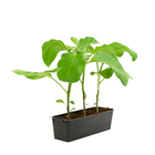 Plants d'aubergines 'Classic' F1 : barquette de 3 plants